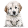 Great Pyrenees Puppy Sticker