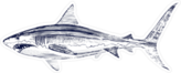Great White Shark Drawing Sticker