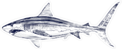 Great White Shark Drawing Sticker