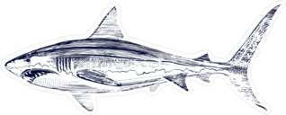 Great White Shark Drawing Sticker