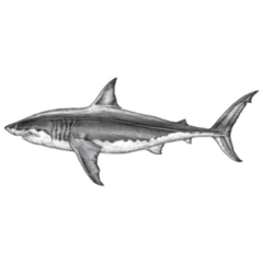 Great White Shark Hand Drawing Sticker