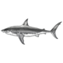 Great White Shark Hand Drawing Sticker