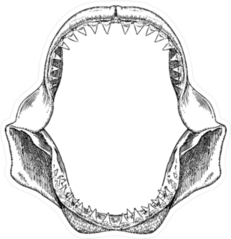 Great White Shark Jaws Sticker