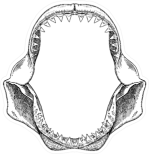 Great White Shark Jaws Sticker