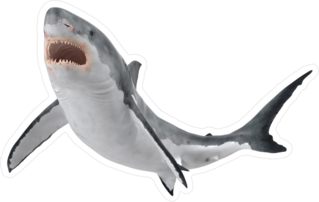 Great White Shark Swimming Up Sticker