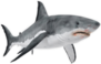 Great White Shark With Bloody Mouth Sticker