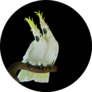 Greater Sulphur-crested Cockatoo Isolated On Black Sticker