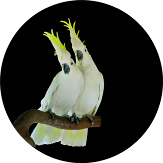Greater Sulphur-crested Cockatoo Isolated On Black Sticker