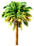 Green Beautiful Palm Sticker