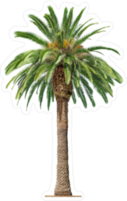 Green Beautiful Palm Tree Sticker