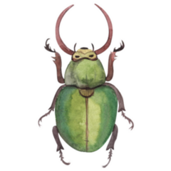 Green Beetle, Insect Watercolor Sticker