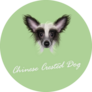  Green Chinese Crested Sticker