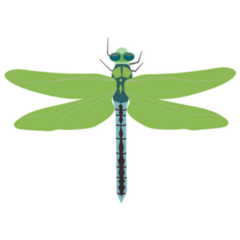 Green Dragonfly Sticker