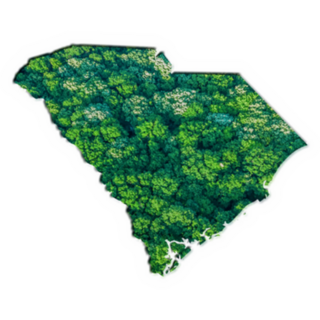 Green Forest Map Of South Carolina Sticker
