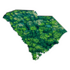 Green Forest Map Of South Carolina Sticker