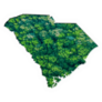 Green Forest Map Of South Carolina Sticker