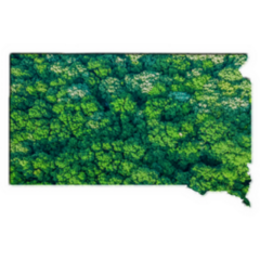 Green Forest Map Of South Dakota Sticker