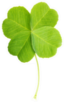 Green Four-leaf Clover Leaf Realistic Sticker