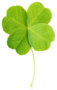 Green Four-leaf Clover Leaf Realistic Sticker