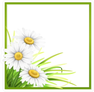 Green Frame With Grass And Daisies Sticker
