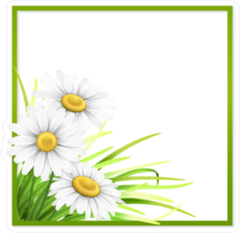Green Frame With Grass And Daisies Sticker