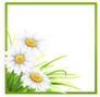 Green Frame With Grass And Daisies Sticker