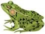 Green Frog Drawing Sticker