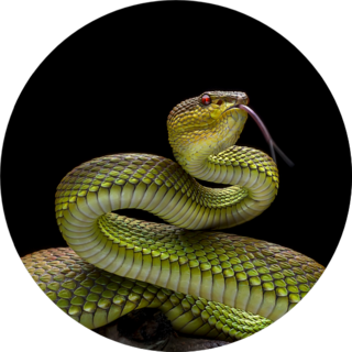 Green Goldy Skin Viper Snake Sticker