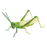 Green Grasshopper Flat Sticker 