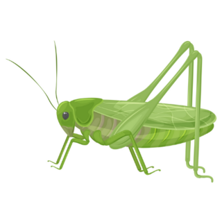 Green Grasshopper In Realistic Style Sticker 
