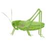 Green Grasshopper In Realistic Style Sticker 