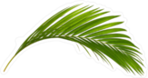 Green Leaf Of Palm Tree Sticker