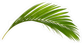 Green Leaf Of Palm Tree Sticker