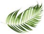 Green Leaves Of Palm Tree Sticker