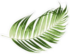 Green Leaves Of Palm Tree Sticker