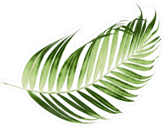 Green Leaves Of Palm Tree Sticker