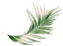 Green Palm Leaf Sticker