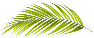 Green Palm Tree Leaf Sticker