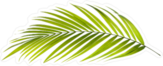 Green Palm Tree Leaf Sticker