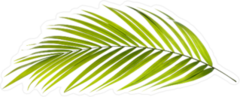 Green Palm Tree Leaf Sticker