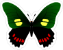 Green Red and Yellow Butterfly Sticker