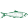 Green Sardine Fish Sticker