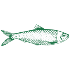 Green Sardine Fish Sticker