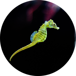 Green Seahorse Swimming Sticker