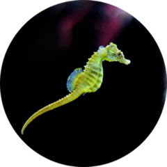 Green Seahorse Swimming Sticker