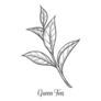 Green Tea Plant, Leaf Hand Drawn Sketch Sticker