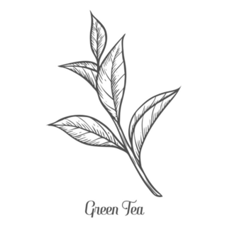 Green Tea Plant, Leaf Hand Drawn Sketch Sticker