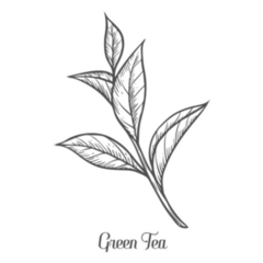Green Tea Plant, Leaf Hand Drawn Sketch Sticker