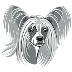 Grey Chinese Crested Sticker