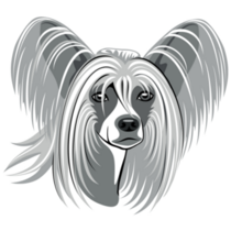 Grey Chinese Crested Sticker